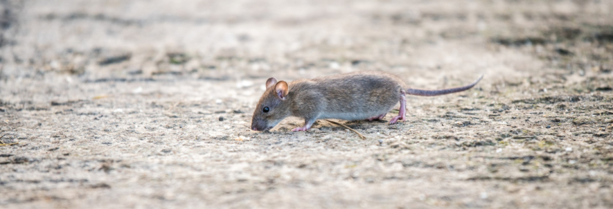 Safety Tips for Handling Rodenticides